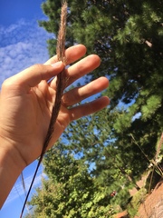 Saccharum brevibarbe