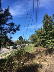 Saccharum brevibarbe