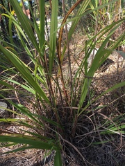 Saccharum brevibarbe