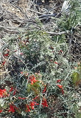 Gnidia nodiflora