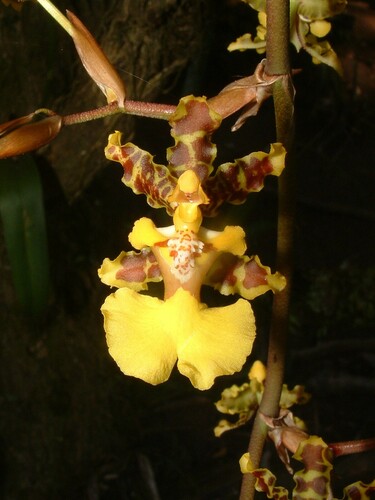 Bracteatum Orchid
