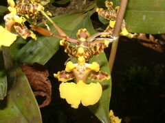 Oncidium bracteatum image