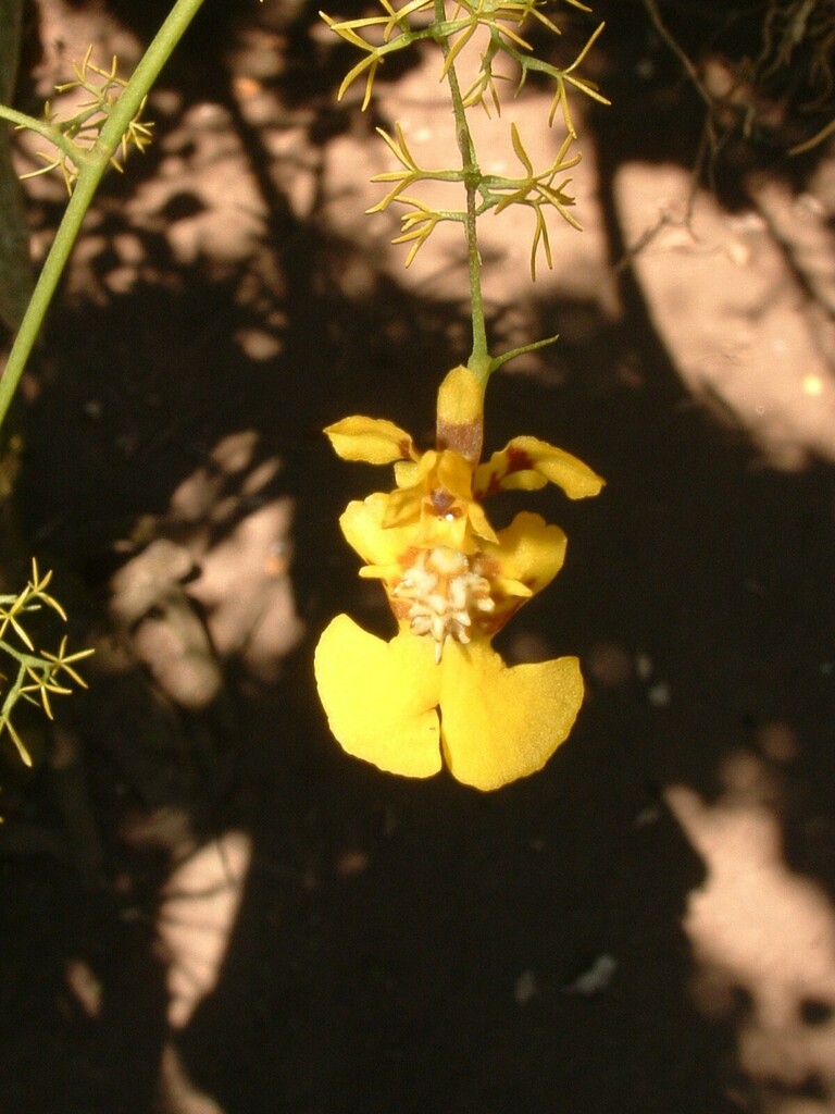 Oncidium bryolophotum