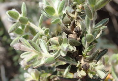 Gnidia nodiflora