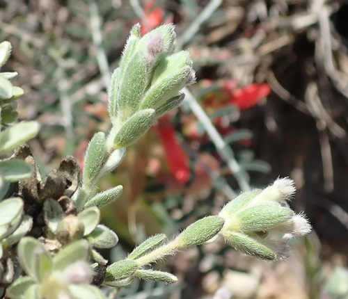 Image of Scruffy Capesaffron (Gnidia nodiflora) by (c) Nicola van Berkel, some rights reserved (CC BY-SA)