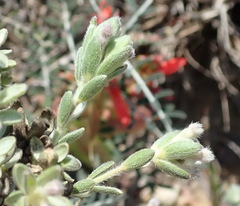 Gnidia nodiflora