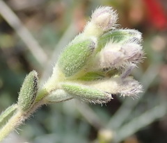 Gnidia nodiflora