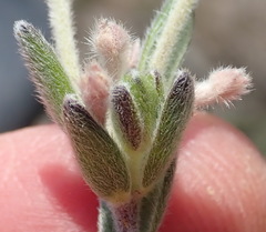 Gnidia nodiflora