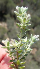 Gnidia nodiflora