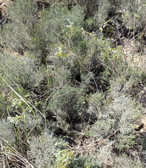 Gnidia nodiflora