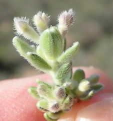 Gnidia nodiflora
