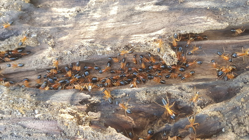 Banded Sugar Ant photo 4