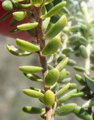 Gnidia nodiflora