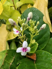 Pseuderanthemum carruthersii
