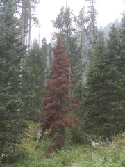 Pseudotsuga