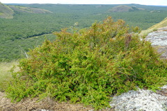 Myrothamnus flabellifolius image