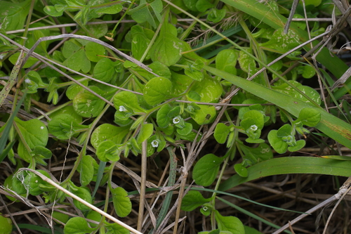 Nama jamaicensis (Nama jamaicensis)