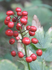 Actaea rubra rubra