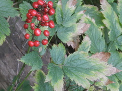 Actaea rubra rubra
