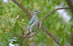 Glaucous Tanager photo 3