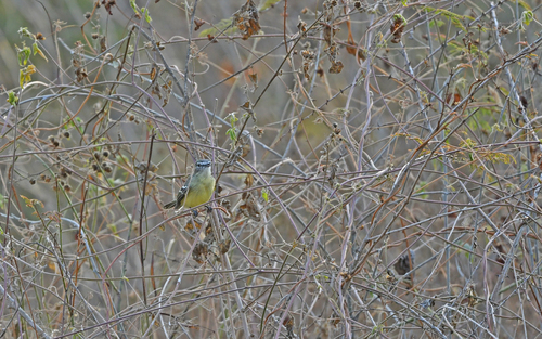 Pale-tipped Inezia (Inezia caudata), photo 9
