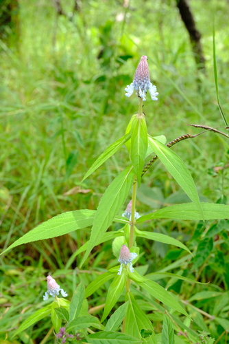 Coleus ciliatus image