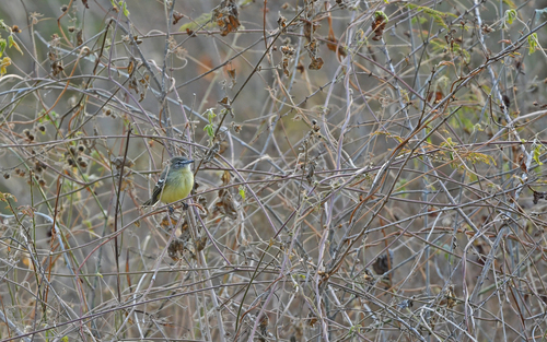 Pale-tipped Inezia (Inezia caudata), photo 5