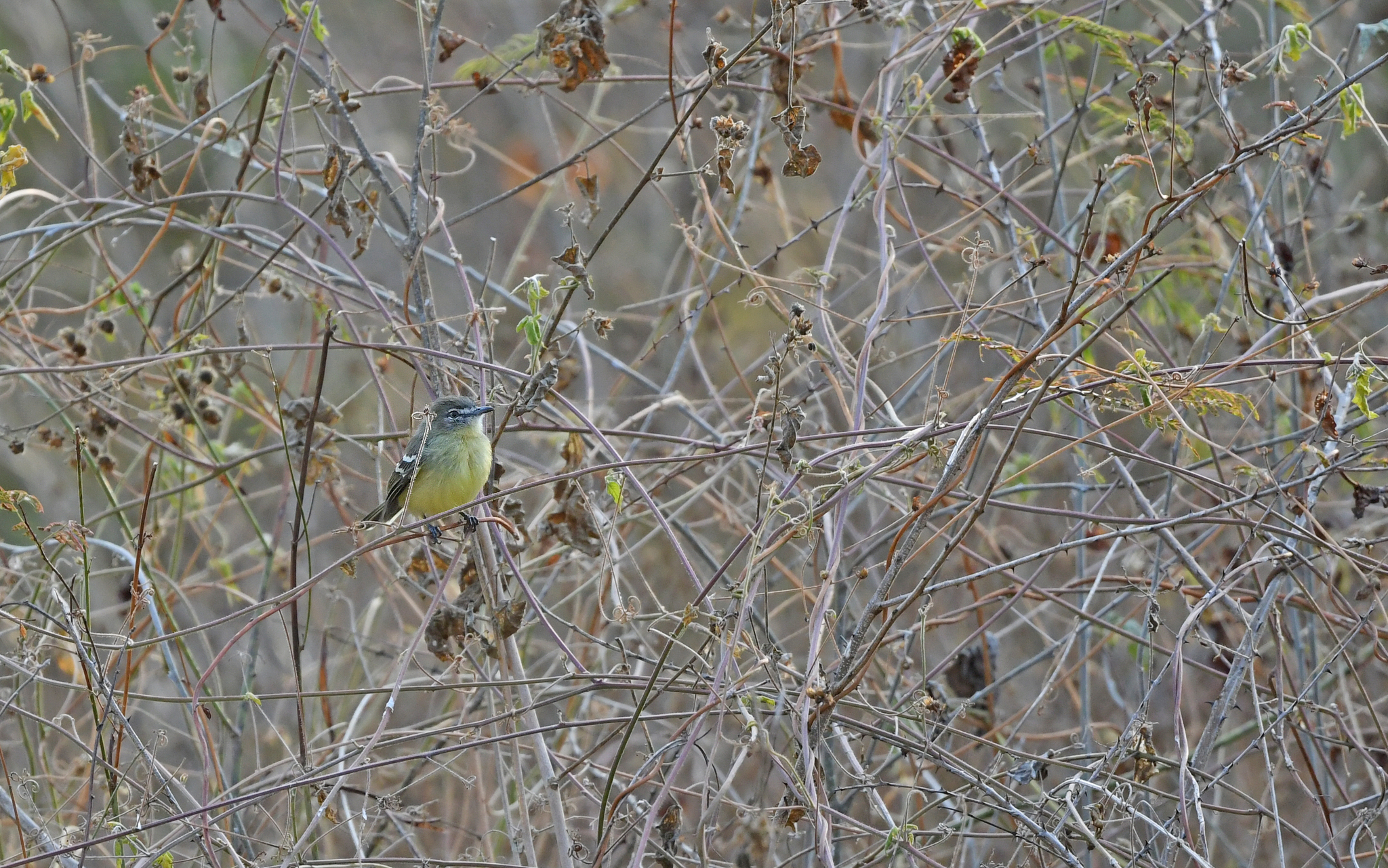 Pale-tipped Inezia (Inezia caudata), photo 5