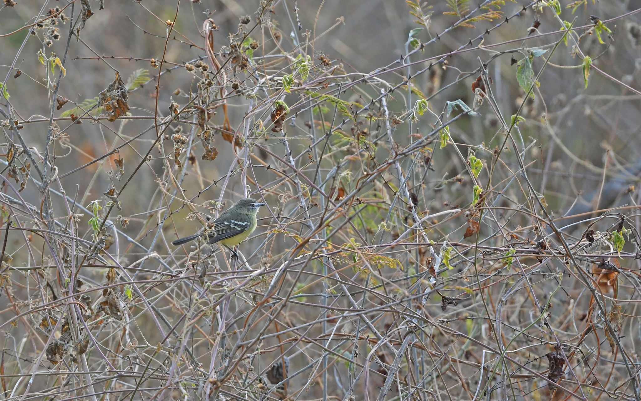 Pale-tipped Inezia (Inezia caudata), photo 6