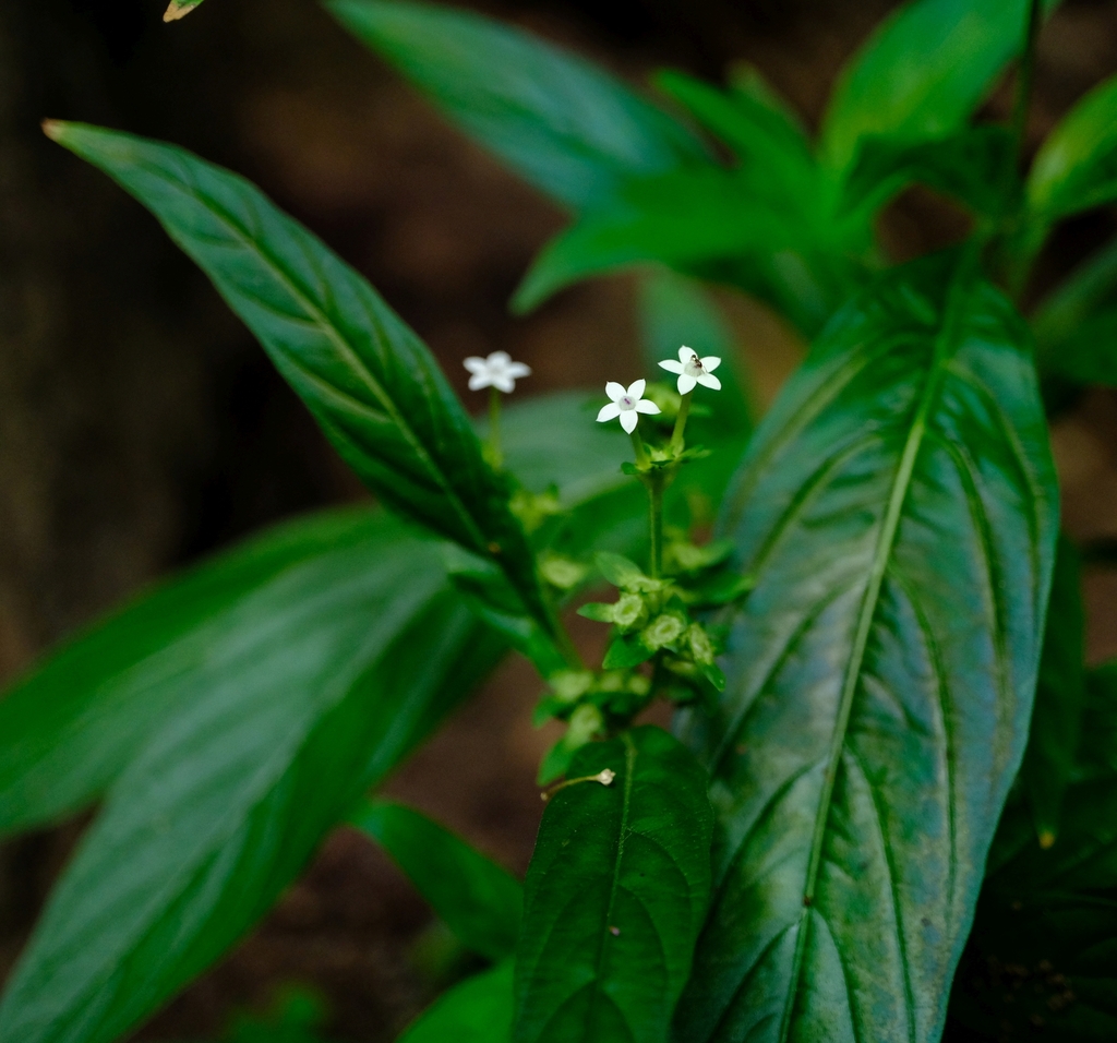 Pentas angustifolia