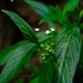 Pentas angustifolia - Photo (c) Nick Helme, algunos derechos reservados (CC BY-SA), subido por Nick Helme