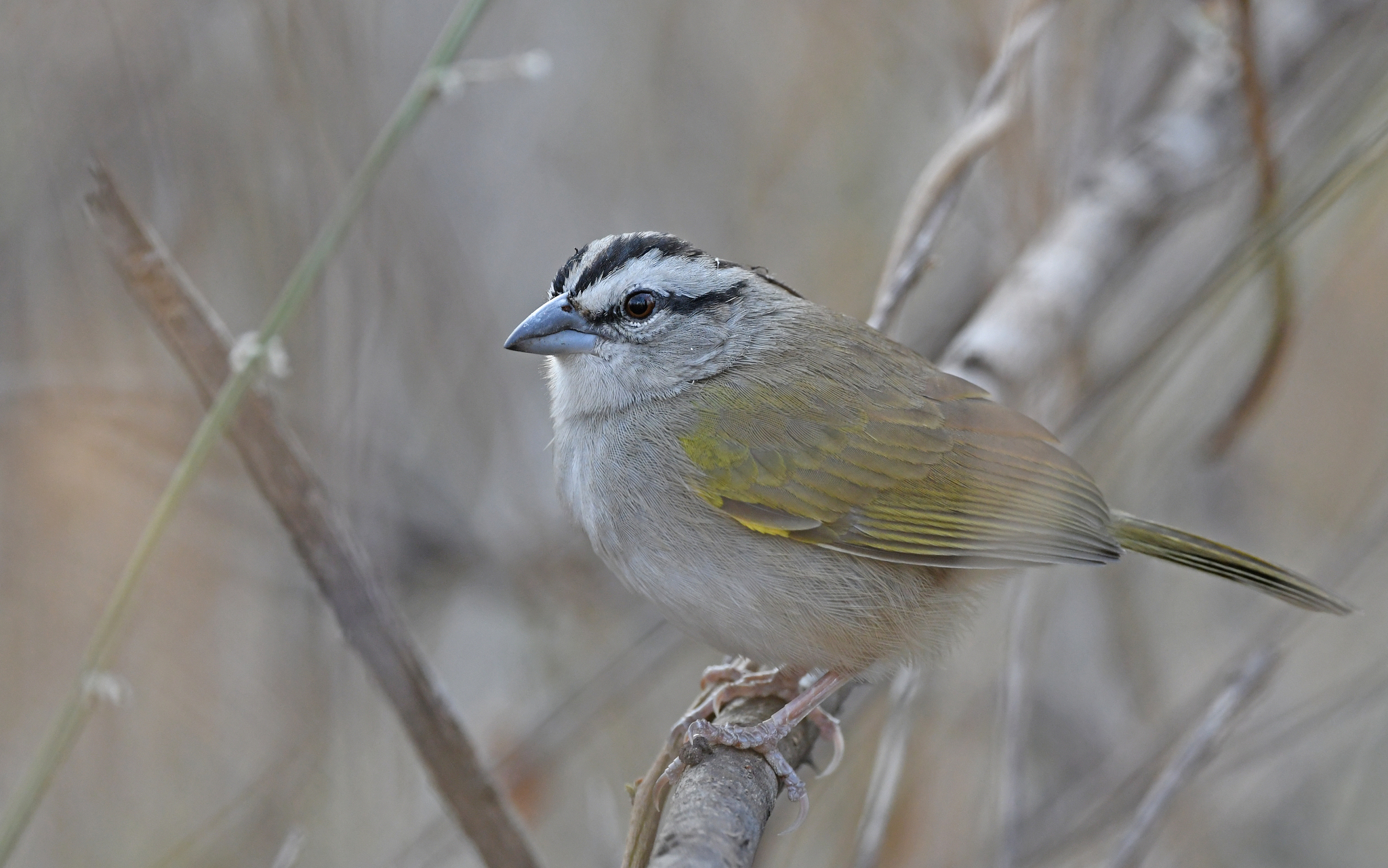Tocuyo Sparrow (Arremonops tocuyensis), photo 9