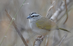 Tocuyo Sparrow photo 1