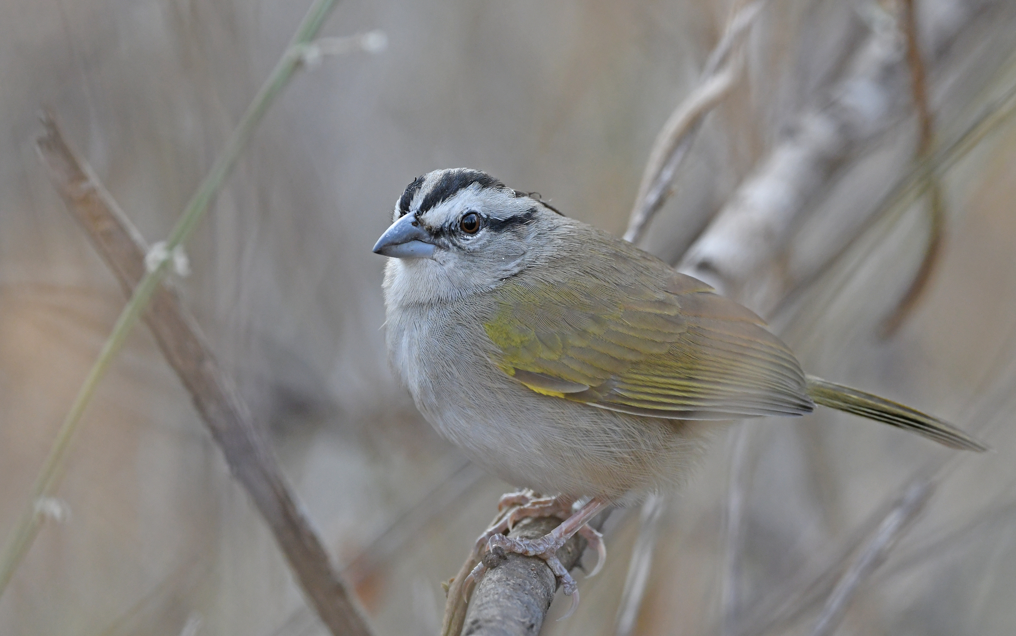 Tocuyo Sparrow (Arremonops tocuyensis), photo 10