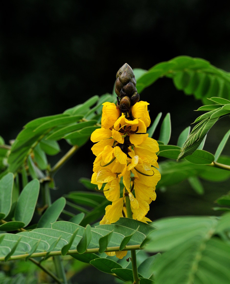 Senna didymobotrya