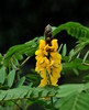 Peanut-Butter Cassia - Photo (c) Steven Severinghaus, some rights reserved (CC BY-NC-SA)