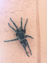 Cyrtopholis portoricae