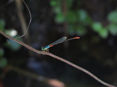 Ceriagrion cerinorubellum