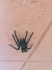 Cyrtopholis portoricae