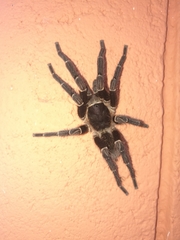 Cyrtopholis portoricae