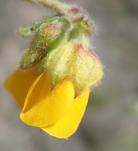 Image of Hermannia althaeifolia by (c) Nicola van Berkel, some rights reserved (CC BY-SA)