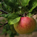Apple - Photo (c) Vilma Bharatan, some rights reserved (CC BY-NC-ND)