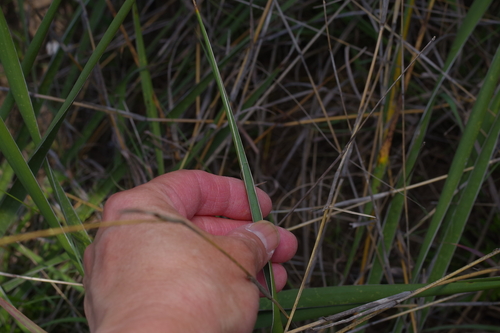 Yucca arkansana