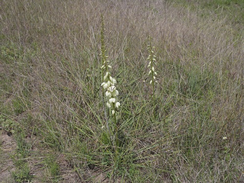 Yucca arkansana