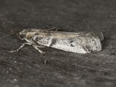 Laetilia dilatifasciella