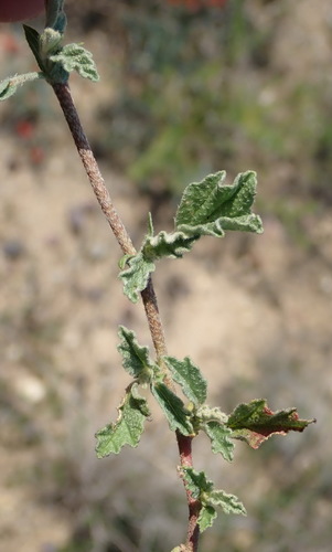 Image of Hermannia althaeifolia by (c) Nicola van Berkel, some rights reserved (CC BY-SA)