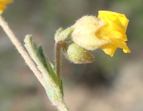 Image of Hermannia althaeifolia by (c) Nicola van Berkel, some rights reserved (CC BY-SA)
