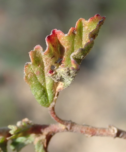 Image of Hermannia althaeifolia by (c) Nicola van Berkel, some rights reserved (CC BY-SA)