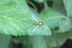 Chrysosoma globiferum