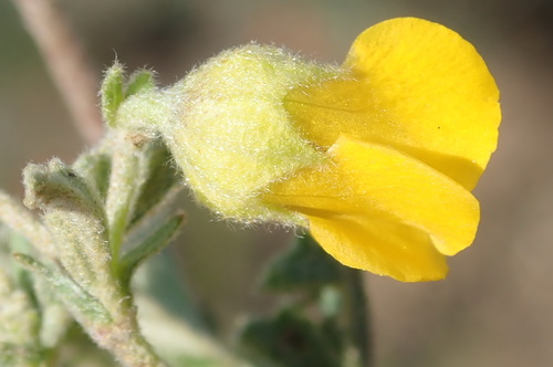 Image of Hermannia althaeifolia by (c) Nicola van Berkel, some rights reserved (CC BY-SA)